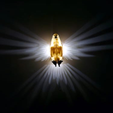 Raptor: Wall Mounted Eagle Wings 3D Decor LED Lamp & Night Light